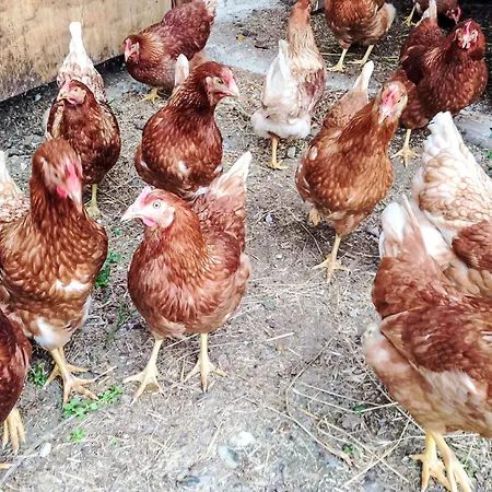 公寓 Almchalet Zillertal-1 By Interhome *